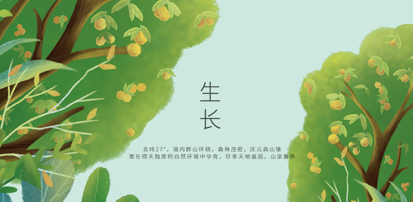 生長，慶元板栗插畫設計